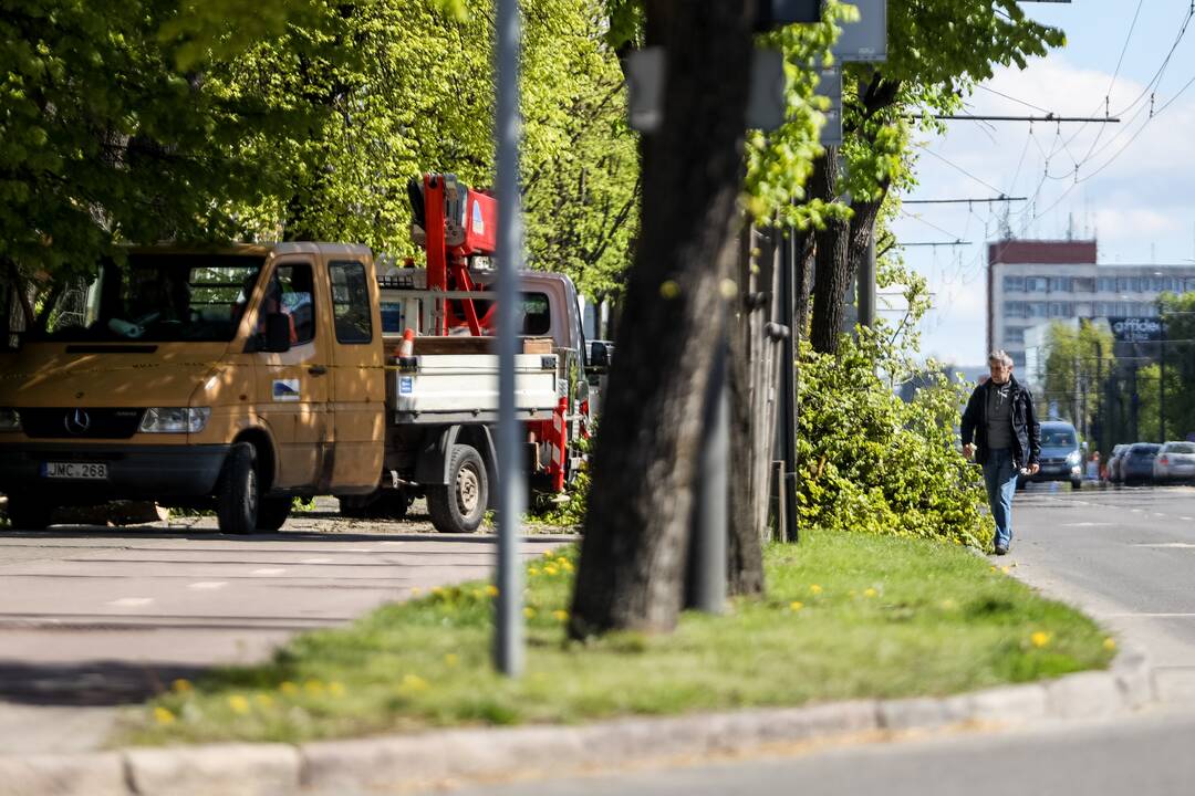 Abejonės: kauniečiai svarstė, ar tinkamas metas genėti medžius, kai jau susprogę lapai ir paukščiai susukę lizdus.