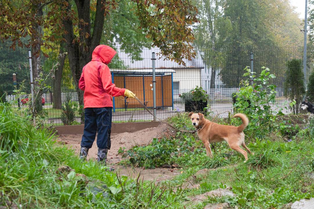 Reikalingi: jeigu neturite galimybės laikyti šunį namuose, gyvūnų prieglaudos augintiniai visada laukia savanorių.