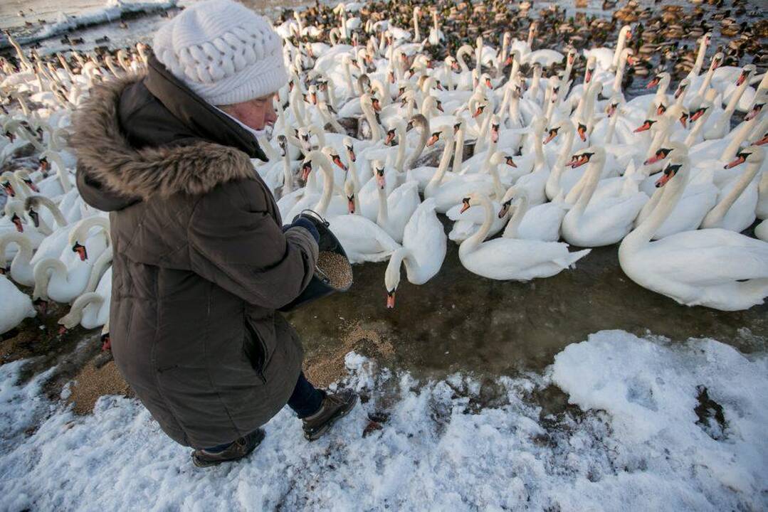 Nupenėtos gulbės neiškrenda į šiltus kraštus