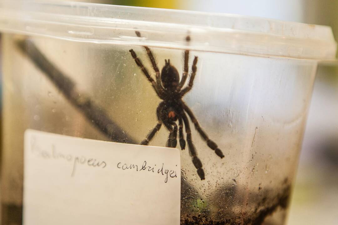 Naujakuriai: šiemet į zoologijos sodą pateko daug konfiskuotų vėžliukų ir vorų.