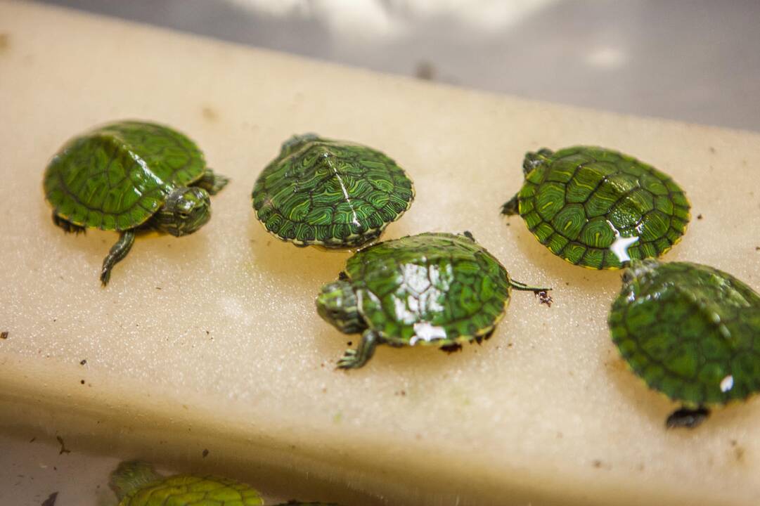 Naujakuriai: šiemet į zoologijos sodą pateko daug konfiskuotų vėžliukų ir vorų.