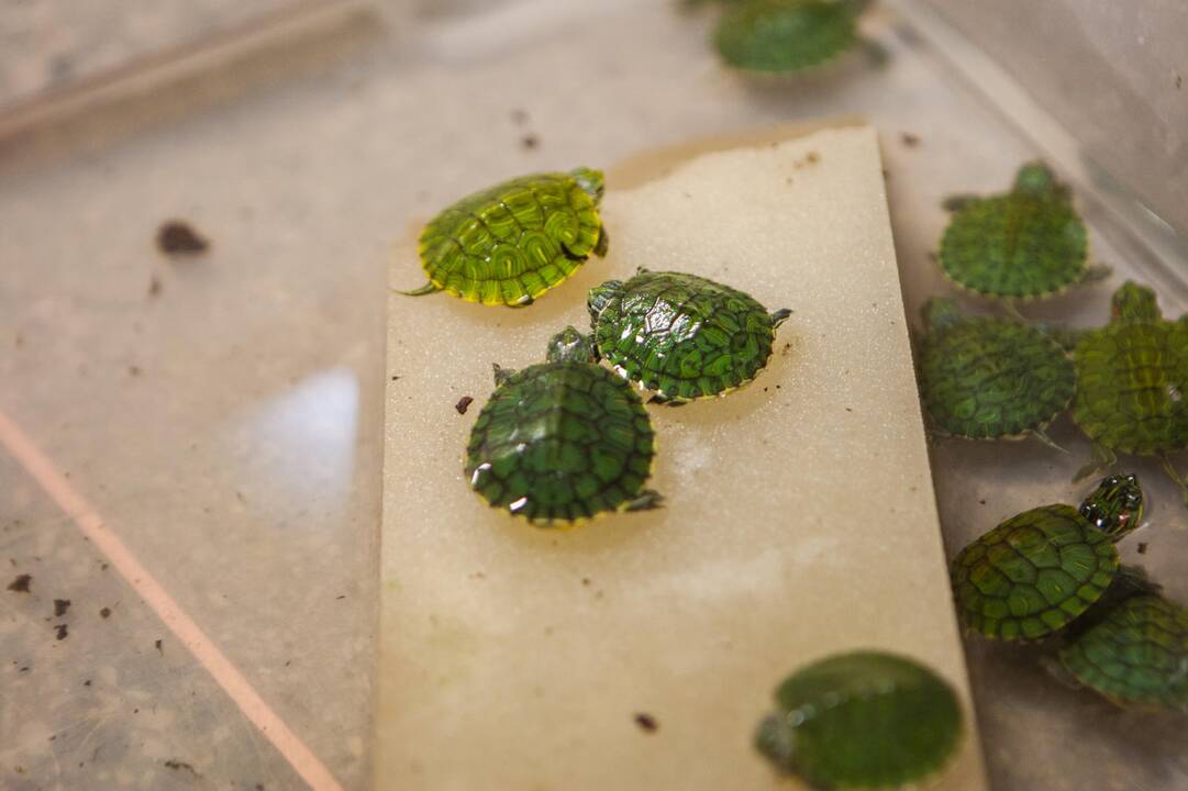Naujakuriai: šiemet į zoologijos sodą pateko daug konfiskuotų vėžliukų ir vorų.