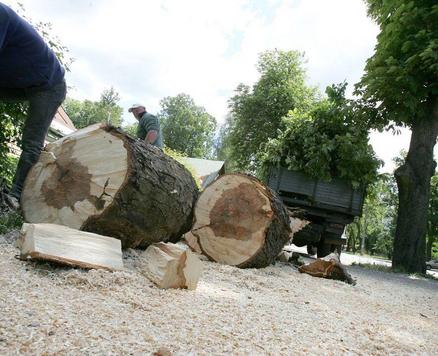 Brandžių medžių kirtimui miestuose planuojamas apynasris