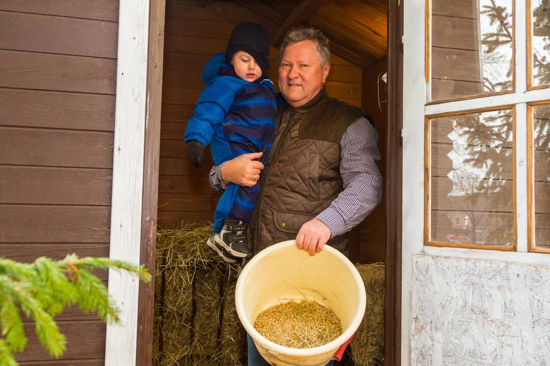 Rūpestis: K.Starkevičius avį su jaunikliu prižiūri kartu su pagalbininkais, tačiau jau pirmadienį visą prakartėlę išsiveš namo.