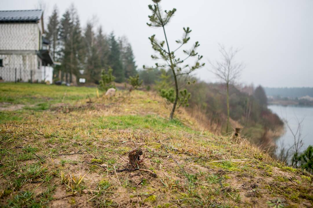 Nepasigailėjo: J.Volungevičius pasiėmė želdinių žirkles ir nukirpo beveik 20 pušelių.