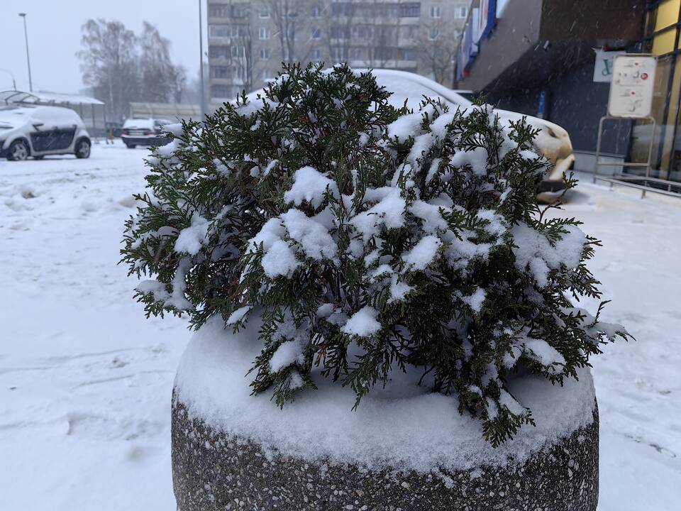 Kauną nuklojo sniegas