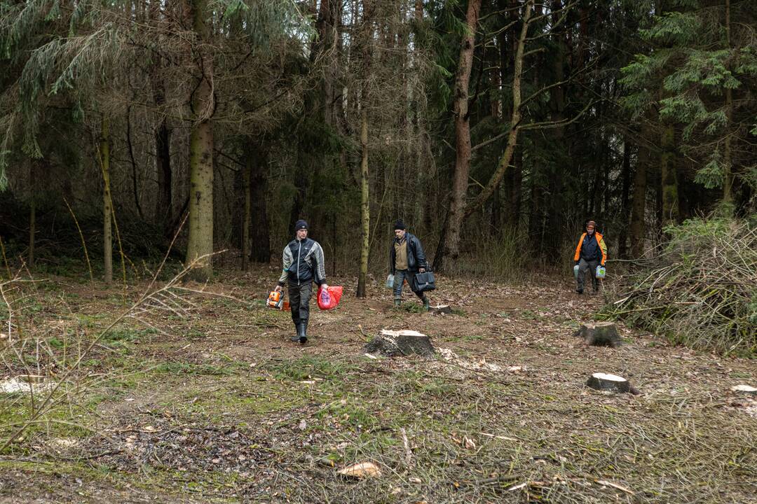 Į Radikius grįžo nelegalūs medžių kirtėjai