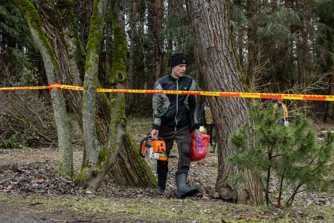 Į Radikius grįžo nelegalūs medžių kirtėjai