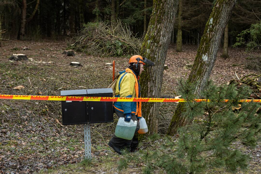 Į Radikius grįžo nelegalūs medžių kirtėjai