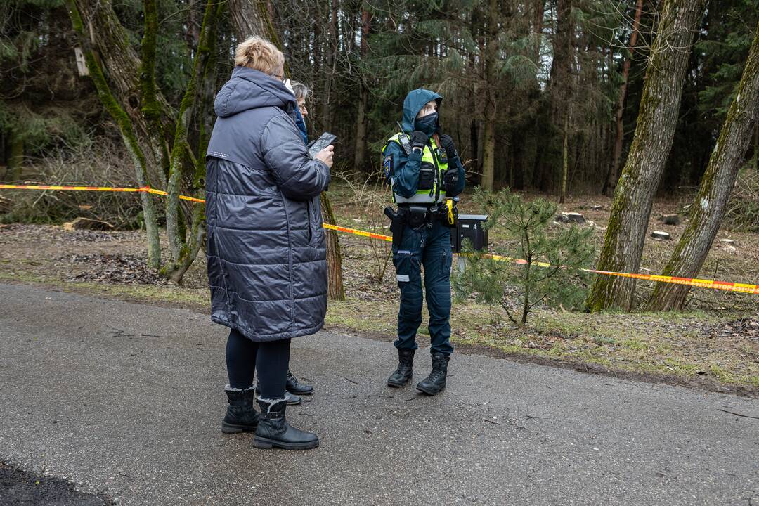 Į Radikius grįžo nelegalūs medžių kirtėjai