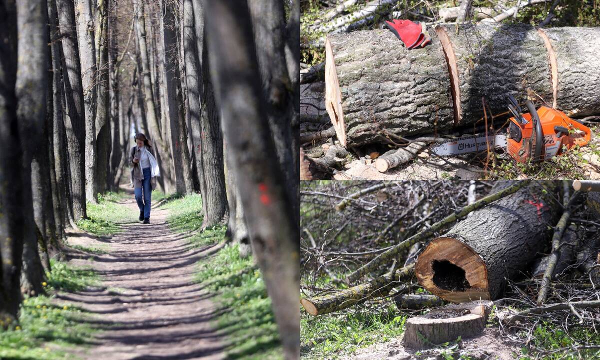 Lankoma: pasak vietinių, Narsiečių liepų alėją pamėgę lankytojai, todėl nesinorėtų, kad jos neliktų.