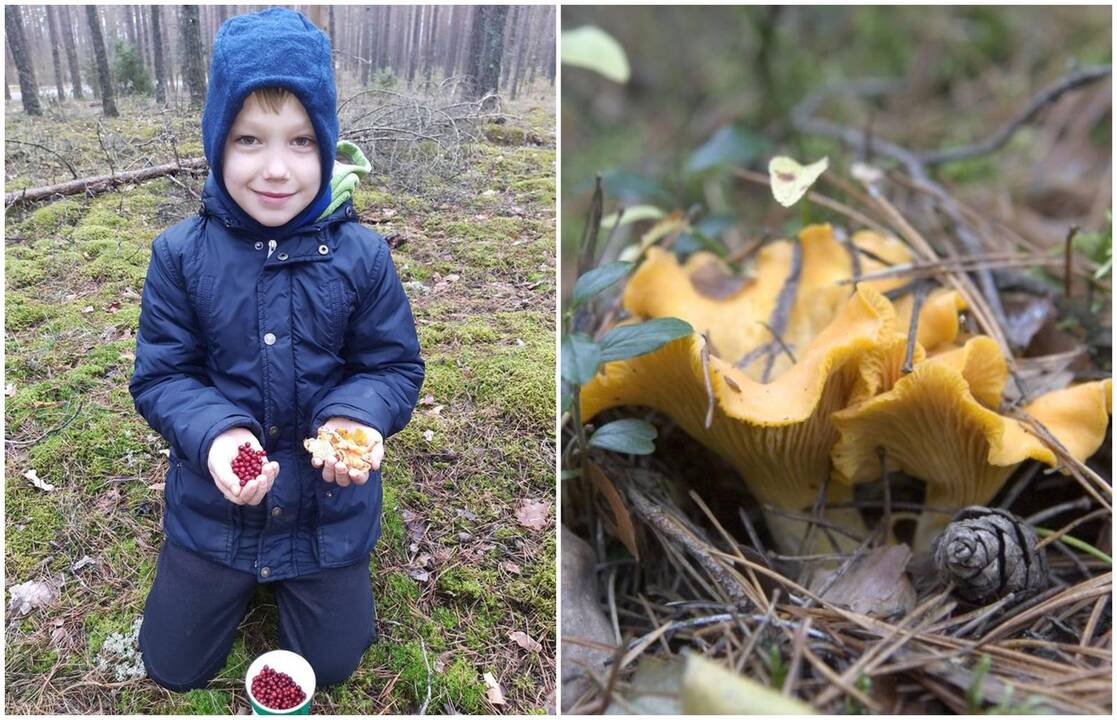 Klimato kaita keičia Lietuvos mišką: žiemą dygsta grybai, bunda barsukai