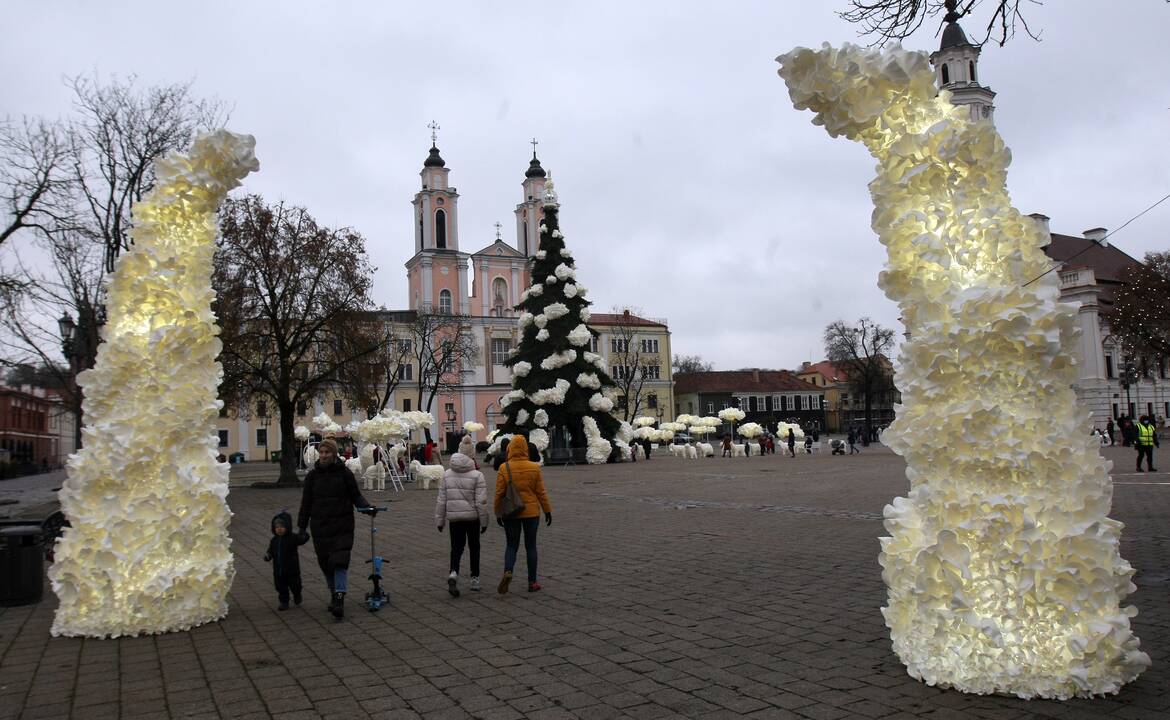 Kauno eglutė laukia įžiebimo šventės