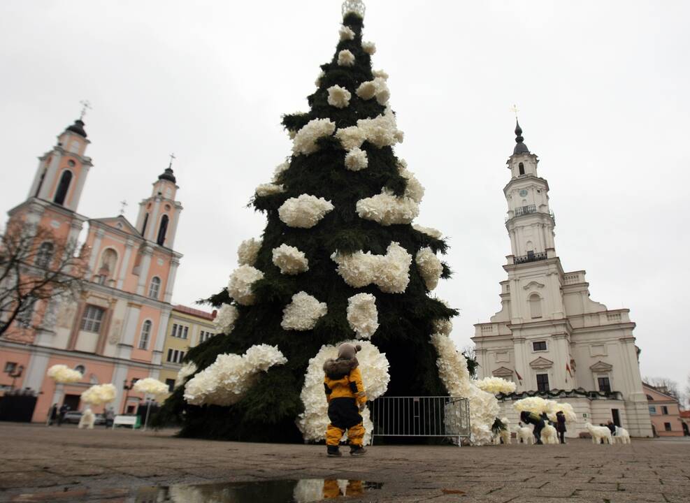 Kauno eglutė laukia įžiebimo šventės