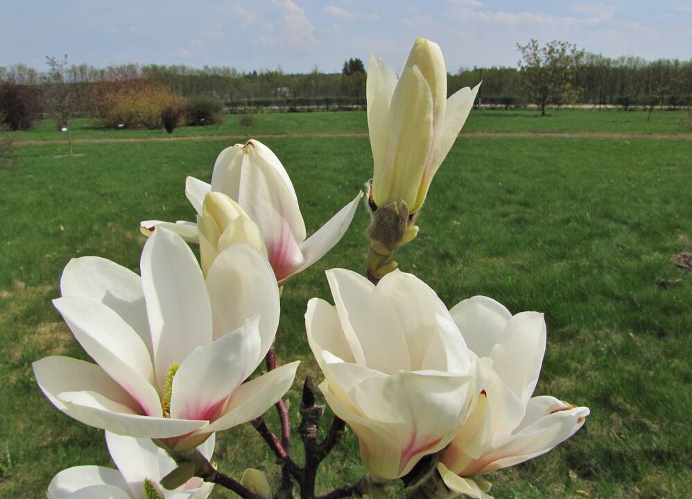 Įvairovė: Dubravos arboretume auga net 50 skirtingų rūšių magnolijų.