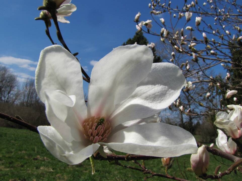 Įvairovė: Dubravos arboretume auga net 50 skirtingų rūšių magnolijų.