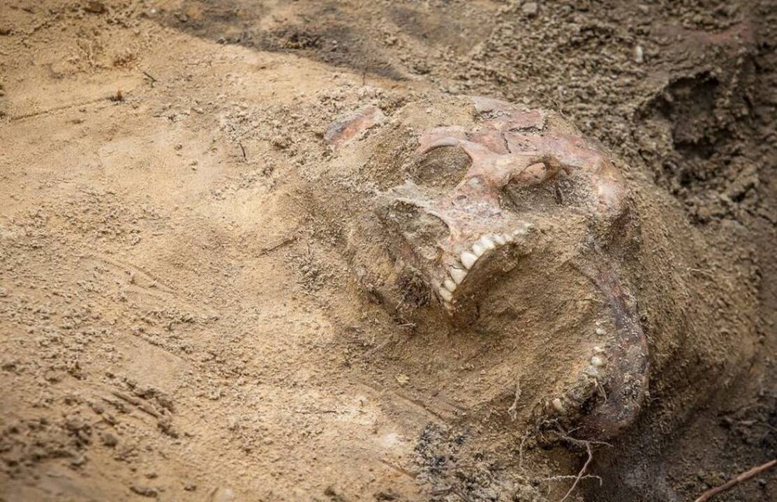 Pakaunės naujakurių pašonėje – nekasdieniškas radinys