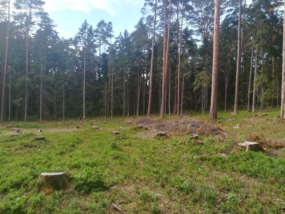 Tuščia: miškuose iškirsti plotai kelia klausimų ir abejonių.