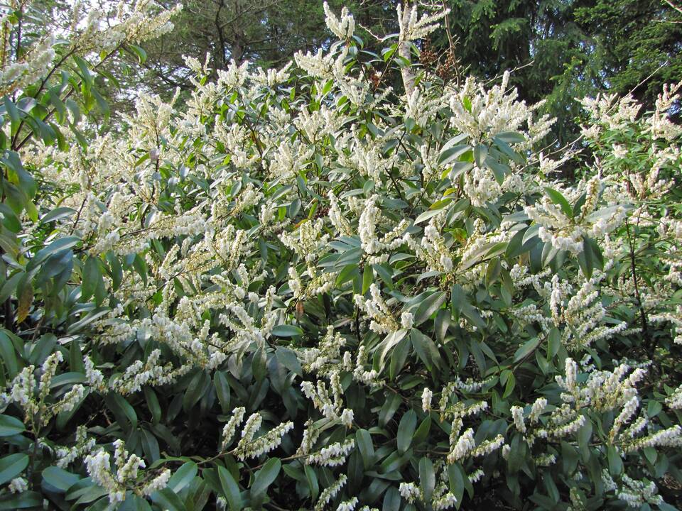 Įvairovė: Dubravos arboretume auga net 50 skirtingų rūšių magnolijų.