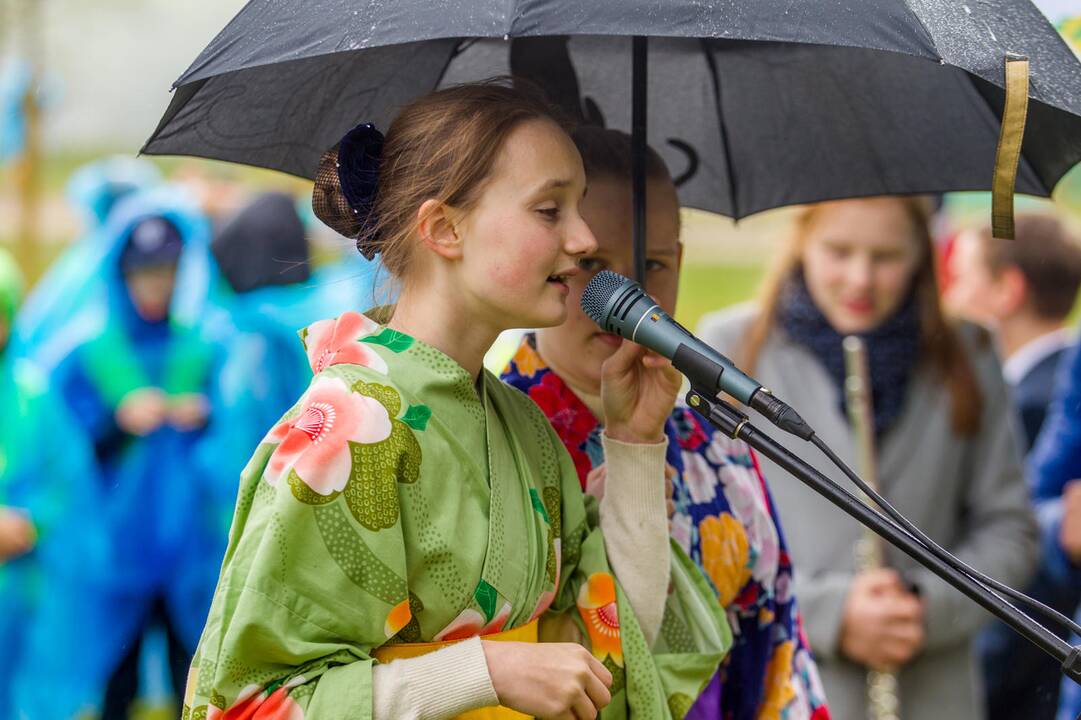 Piknikas Nemuno saloje tarp sakurų