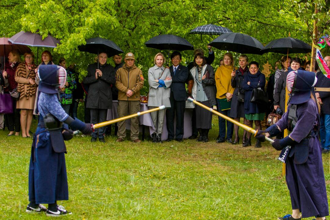 Piknikas Nemuno saloje tarp sakurų