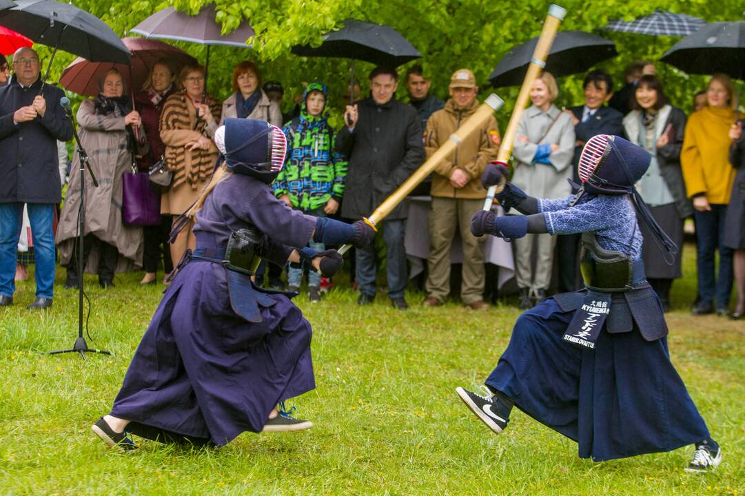 Piknikas Nemuno saloje tarp sakurų