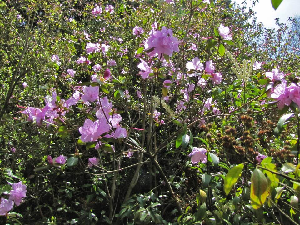 Įvairovė: Dubravos arboretume auga net 50 skirtingų rūšių magnolijų.