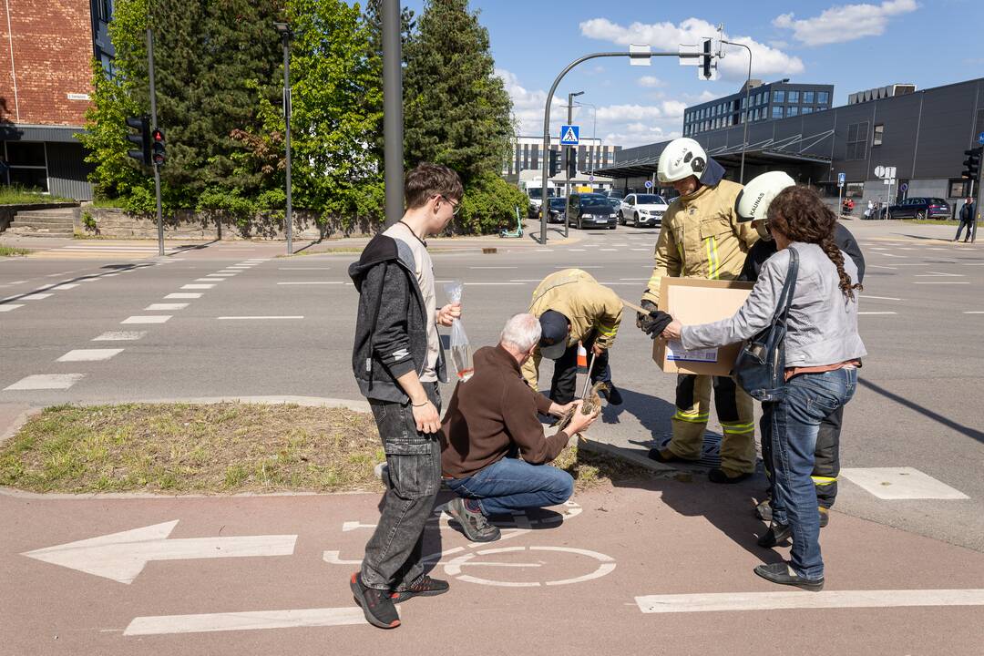 Gelbėjimo operacija: į šulinį įkrito ančiukai