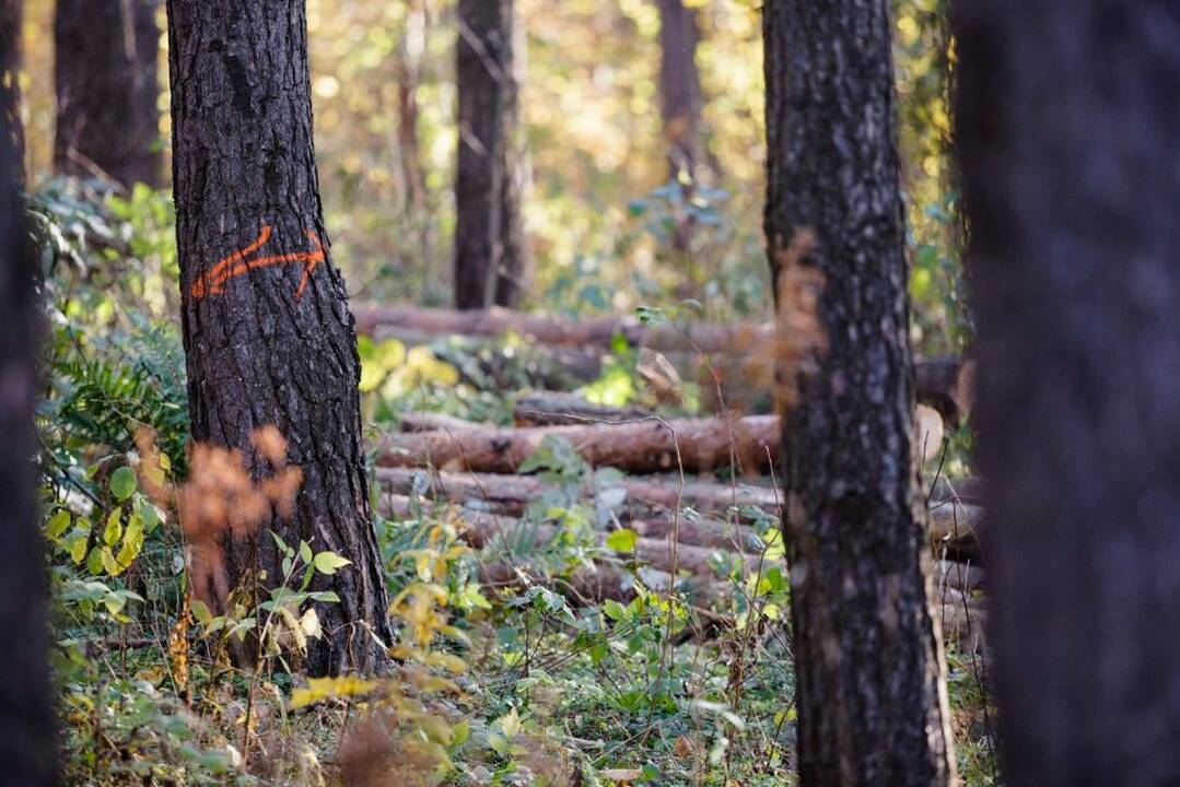 Artėja įkalnės platinimas: kas laukia Milikonių kalno medžių?