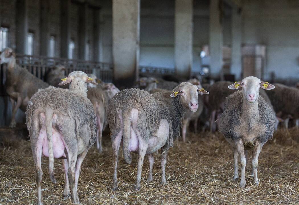 Šių laikų vergovė: du tadžikai Lietuvoje gyveno metaliniame konteineryje, ūkyje dirbo be poilsio