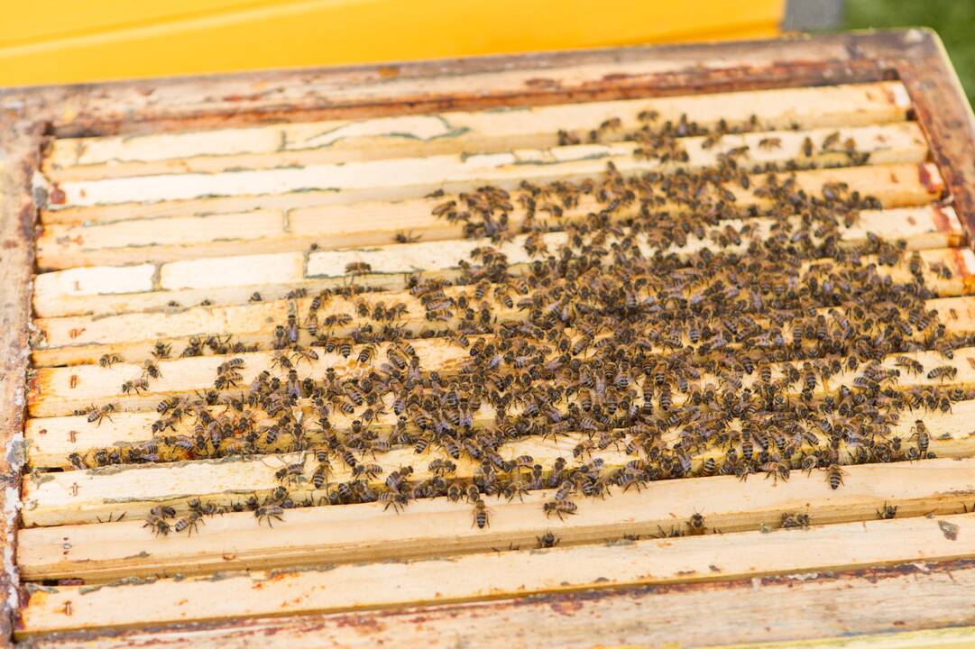Ant verslo centro stogo apsigyveno bitės