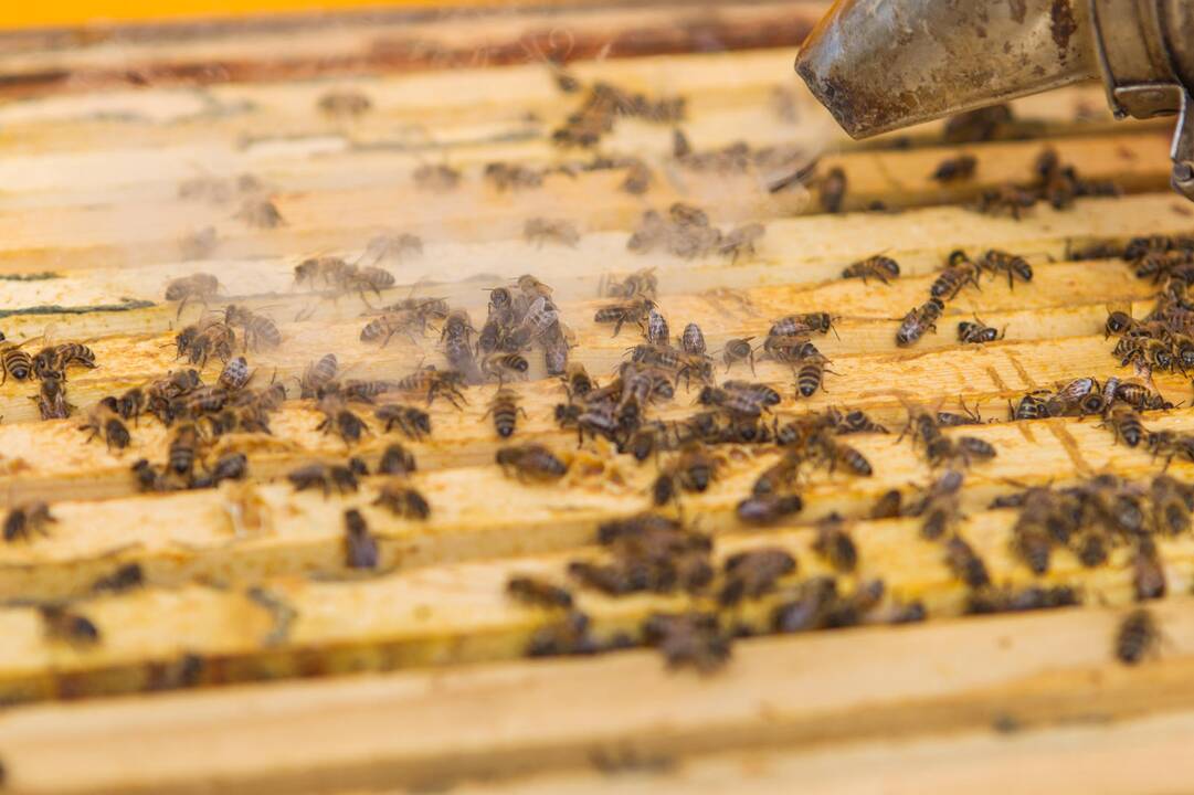 Ant verslo centro stogo apsigyveno bitės