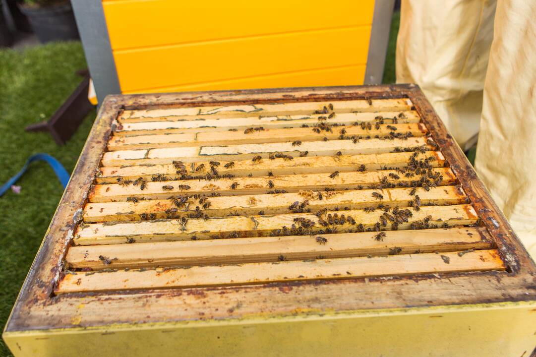 Ant verslo centro stogo apsigyveno bitės