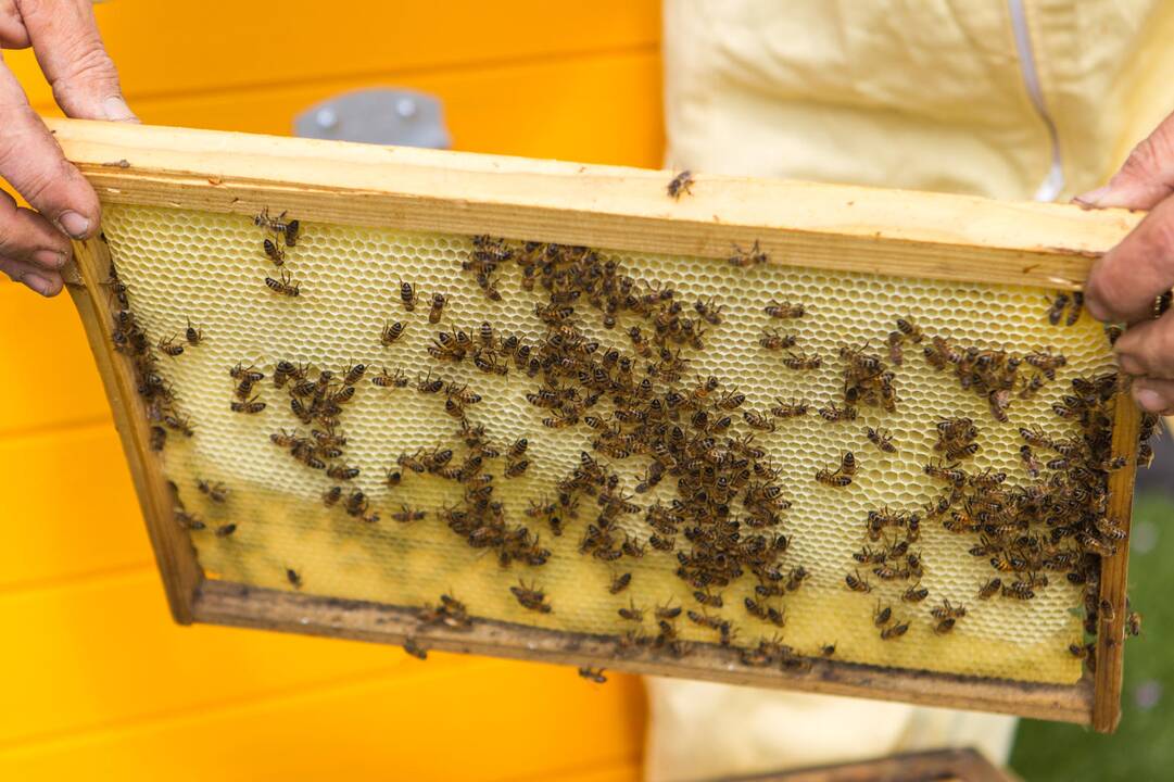 Ant verslo centro stogo apsigyveno bitės