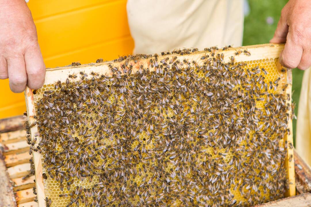 Ant verslo centro stogo apsigyveno bitės