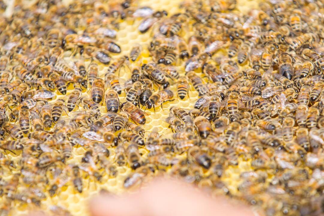 Ant verslo centro stogo apsigyveno bitės