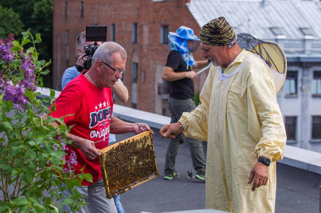 Ant verslo centro stogo apsigyveno bitės