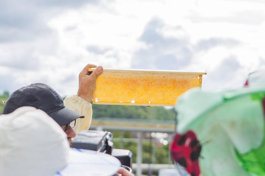 Pirmojo miesto medaus išėmimas