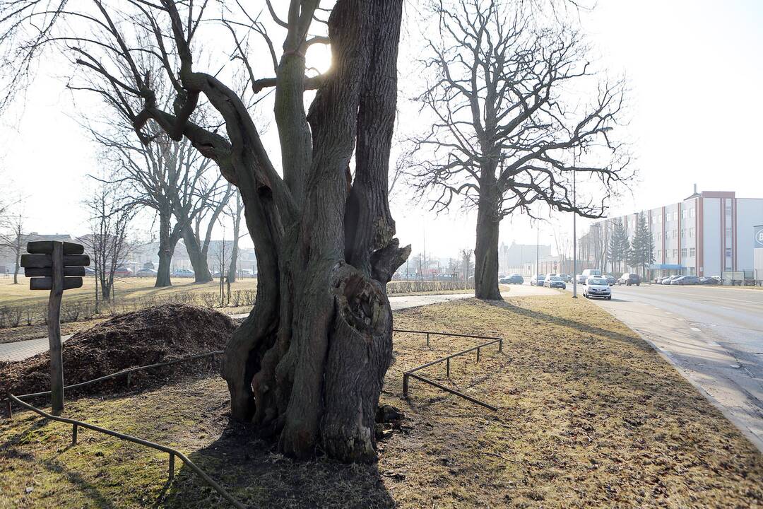 Gamtos paminklą Klaipėdoje – Storąją liepą – gelbėja pjuvenomis