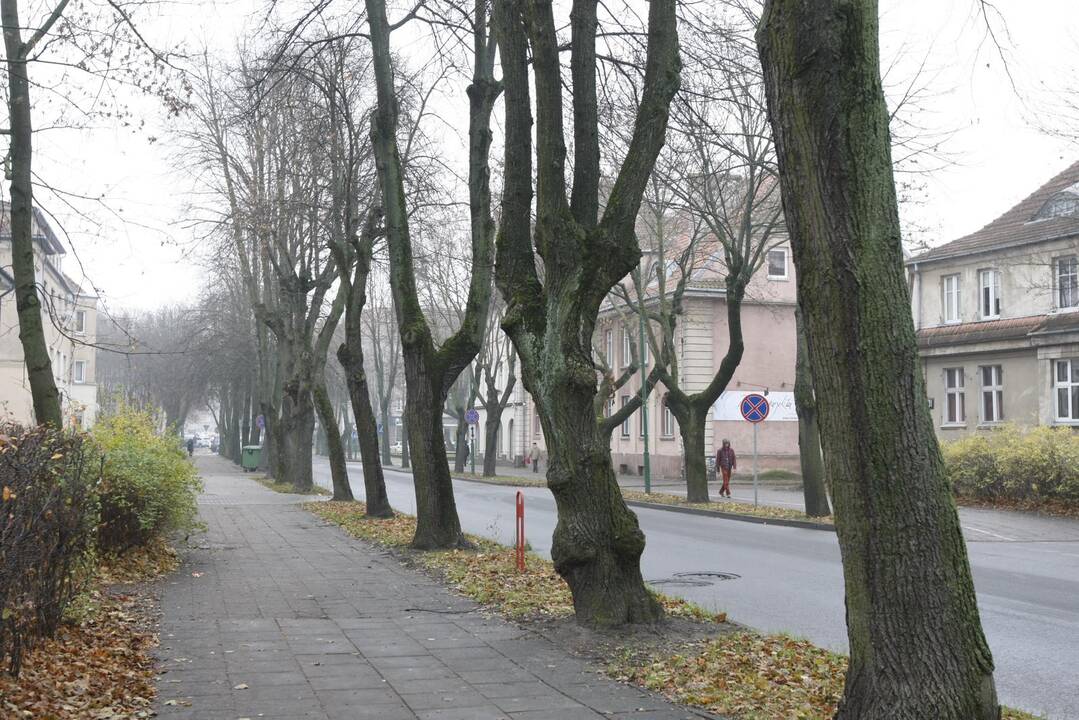 Laikas: klaipėdietės nuomone, Šaulių gatvėje augančius senus kaštonus atėjo laikas pašalinti.