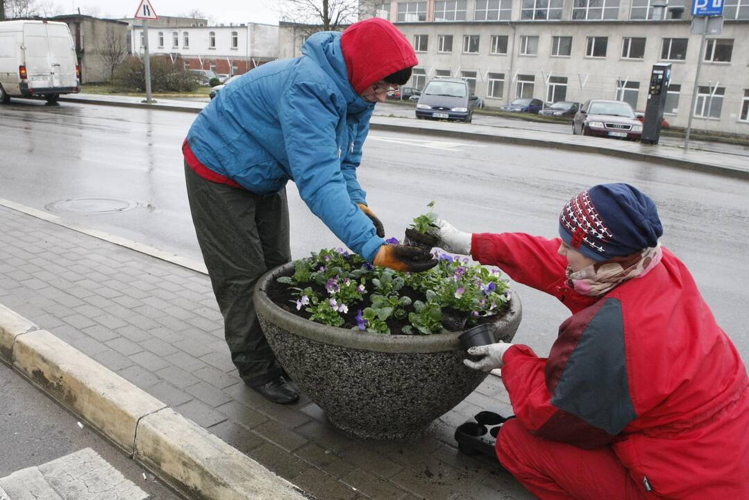 Nuostoliai: pora šimtų našlaičių  sodinukų jau tapo vagių grobiu.