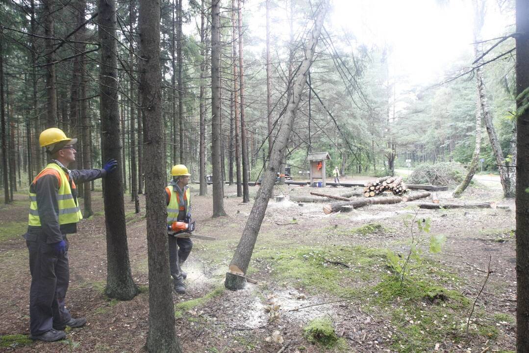 Darbai: prie Olando Kepurės darbininkai pašalins per trisdešimt medžių.