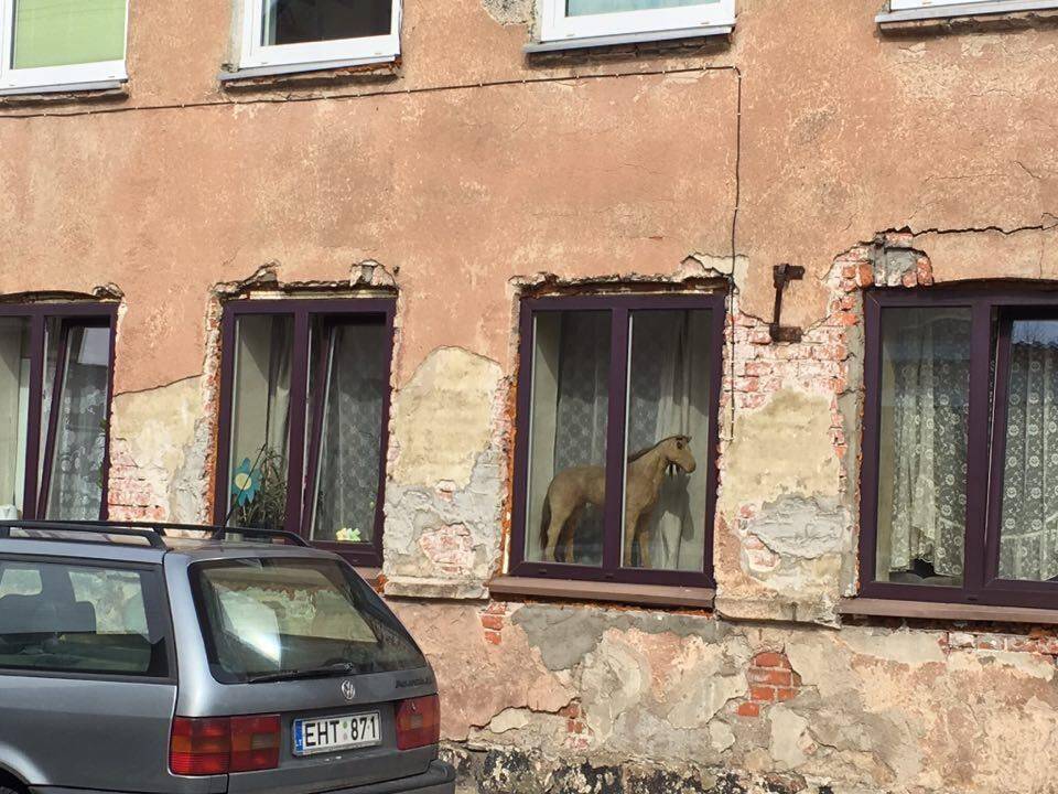 Drąsa: kai kurie vietiniai rajono gyventojai arkliukui pasiūlo net avižų.