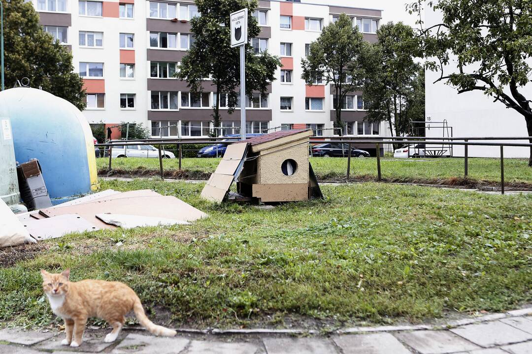 Prapuolė: neseniai benames kates prižiūrintys klaipėdiečiai pasigedo prie Kretingos g. 19 namo stovėjusių, o vėliau į kitą vietą perkeltų oficialių kačių šėryklų.