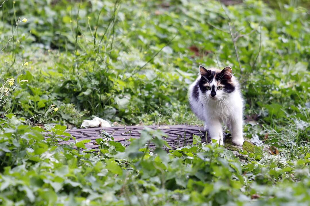 Prognozės: uostamiestį pasieks šiltų orų banga.