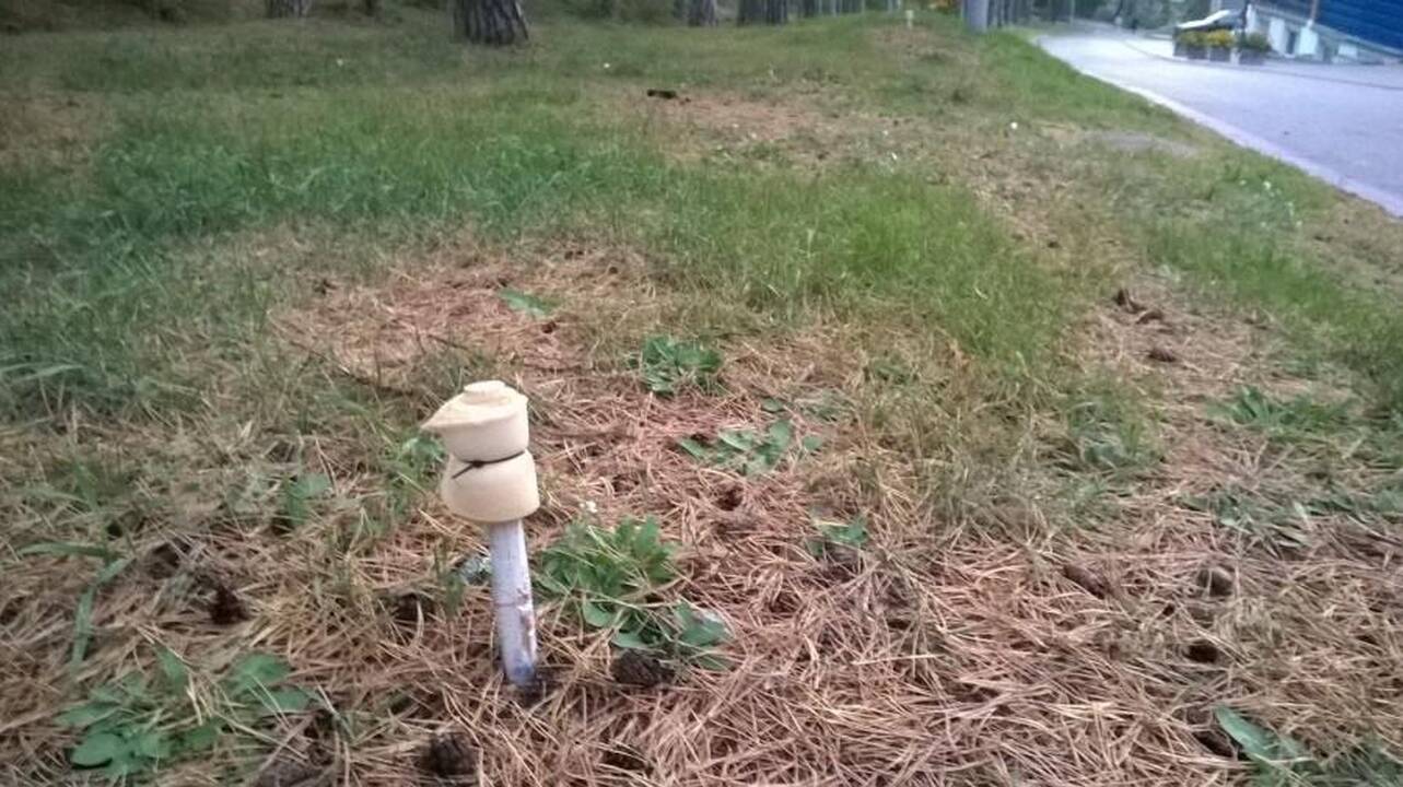 Iš Neringos gyvenviečių vejami šernai