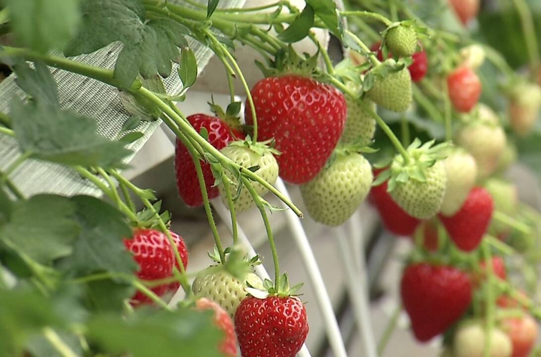 Kaina gali šokiruoti: lietuviškos braškės – ne kiekvieno piniginei