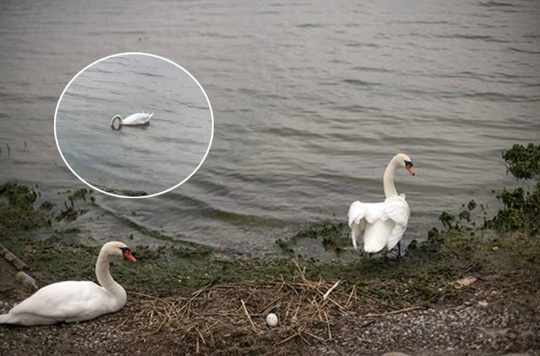 Juodkrantės sensacija: gulbės susisuko lizdą neįprastoje vietoje