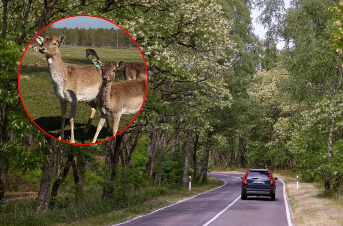 Pasisaugokite: gegužė – pavojingiausias mėnuo 