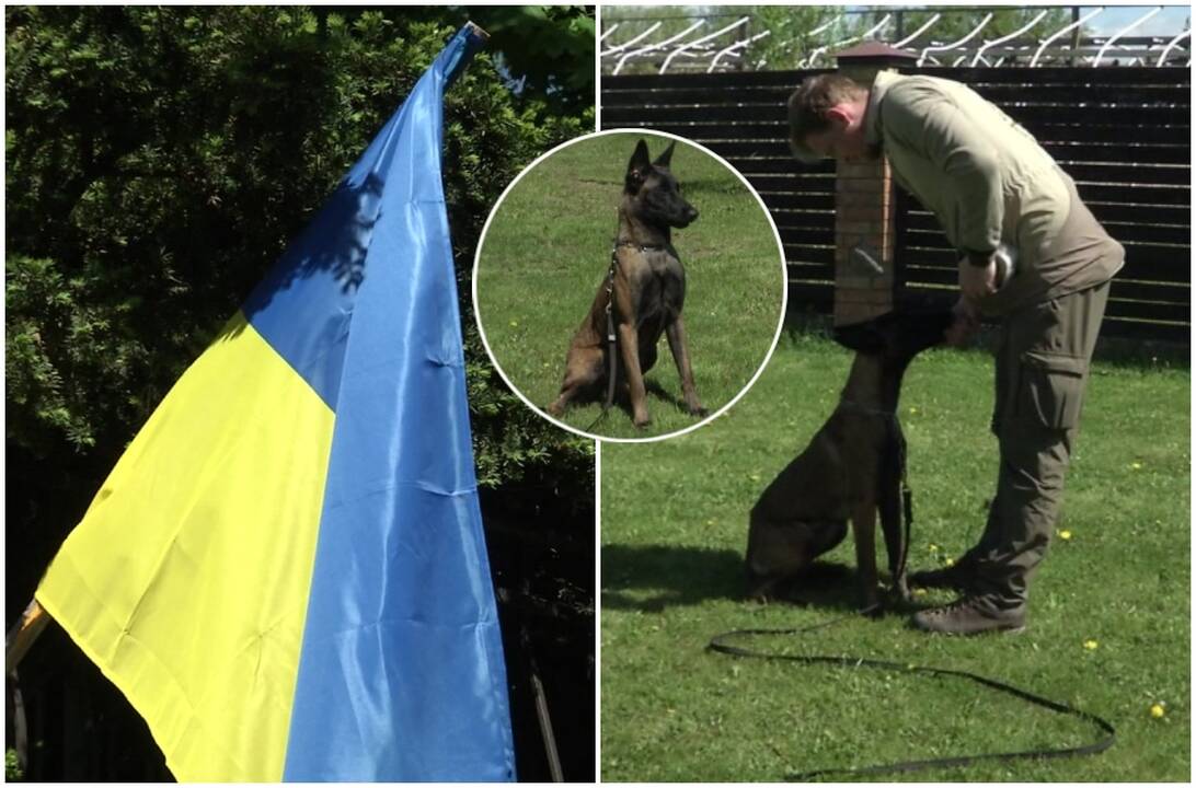 Dar vienas žingsnis solidarumo link: Lietuvoje apmokomi Ukrainos kinologai